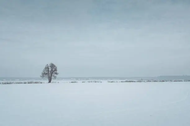 Lonely tree on the horizon line in a winter landscape in an open field covered with snow.