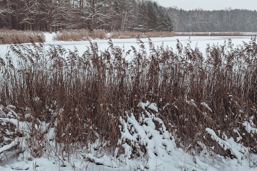 Landscape in winter, dry reeds on the foreground with frozen lake and forest behind.