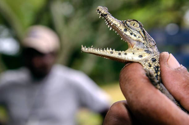 istock Baby crocodile in a hand 1298962184