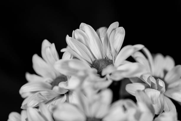 istock Chrysanthemums Black and White Monochrome 1298962272
