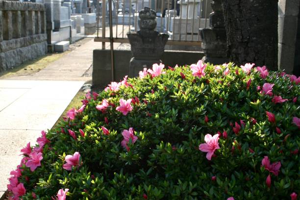istock Pink flowers are in full bloom 1298962290