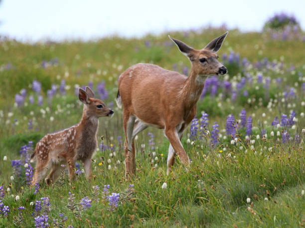 엄마와 아기 사슴 에 꽃 - 사슴 새끼 뉴스 사진 이미지