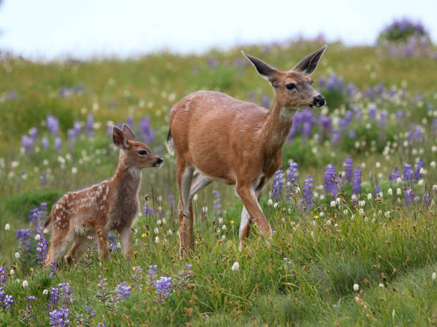 mãe e bebê veado em flores - cria de enho - fotografias e filmes do acervo