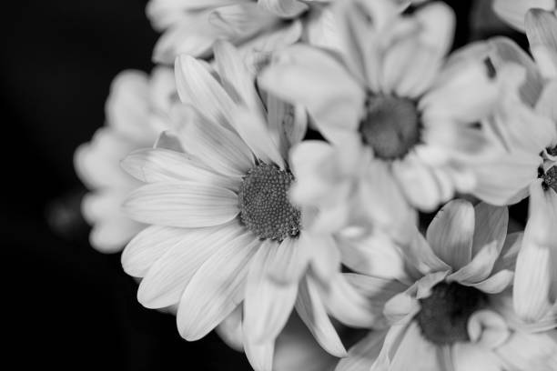 istock Chrysanthemums Black and White Monochrome 1298963039