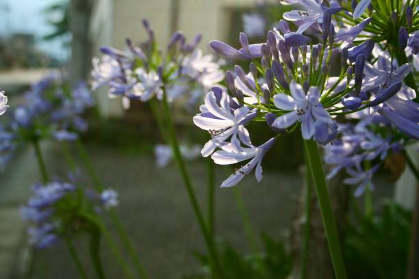 istock Agapanthus flowers with the sun light 1298964942