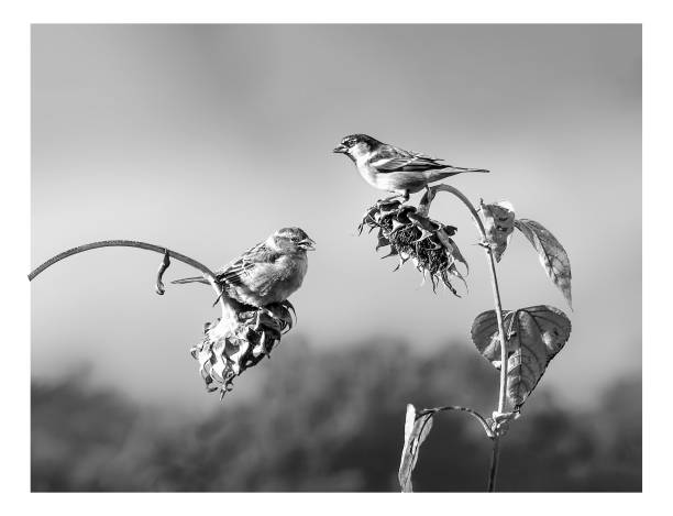Garden birds, sparrows eating sunflower seeds. Black and white photo.
