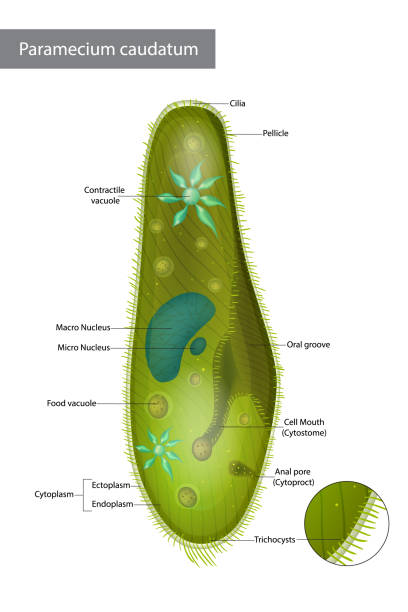 ilustraciones, imágenes clip art, dibujos animados e iconos de stock de estructura infusorian del tipo zapatos o paramecium caudatum. - paramecium
