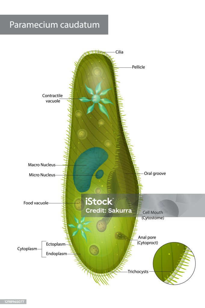 Infusorian Structure Infusorian Of The Shoeshoe Type Or Paramecium Caudatum Stock ...