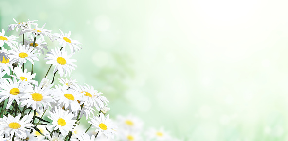 Blooming chamomile flowers. Sunny summer background with camomile flower. Copy space for text