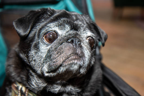 istock A very cute black and white pug dog looking sad 1298965376