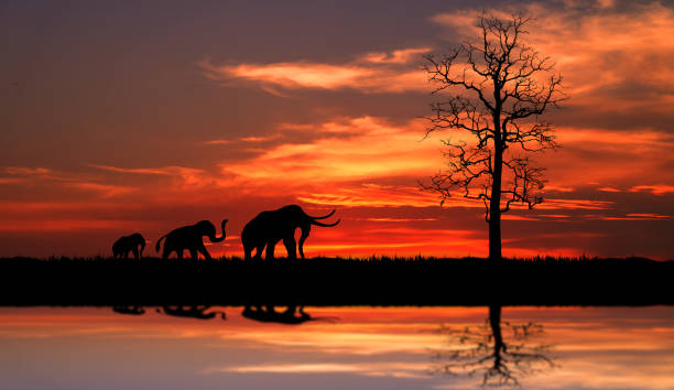 silhouette von elefanten, die durch das grasgehengehenamen am sonnenuntergang. - eland stock-fotos und bilder