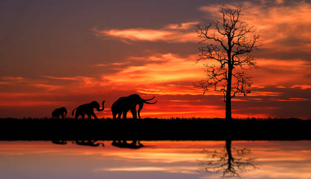 silhouette des éléphants marchant par les champs d’herbe sur le coucher du soleil. - eland photos et images de collection