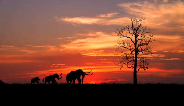 istock silhouette of Elephants  walking through the grassFields on the sunset. 1298966165