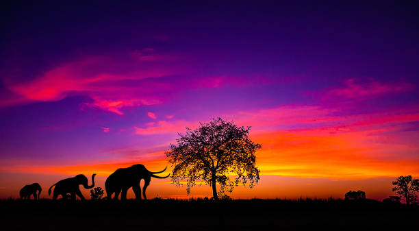 istock silhouette of Elephants  walking through the grassFields on the sunset. 1298966167