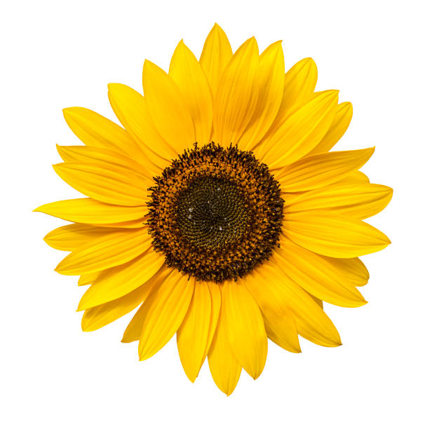 istock Sunflower flower isolated on a white background. View from another angle in the portfolio. 1298966488