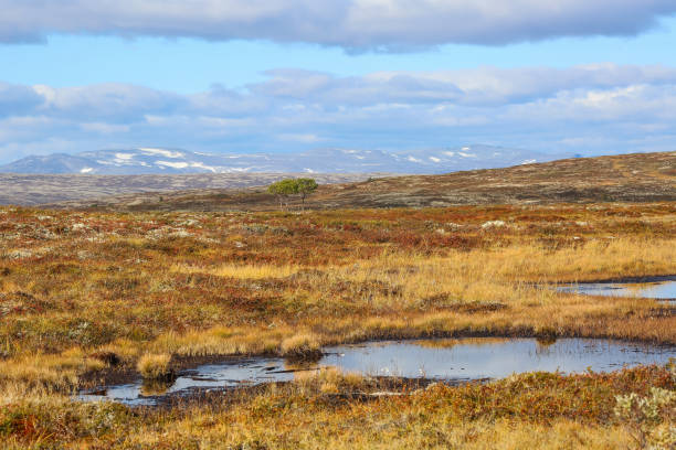 istock Forollhogna national park, Norway 1298966724
