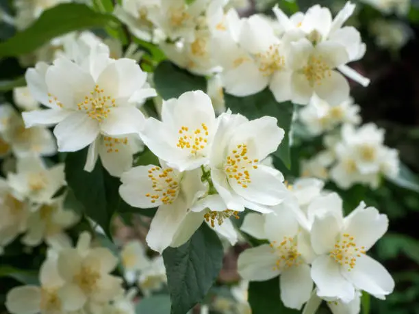 Photo of White Jasmine flowers in garden. Spring nature background.