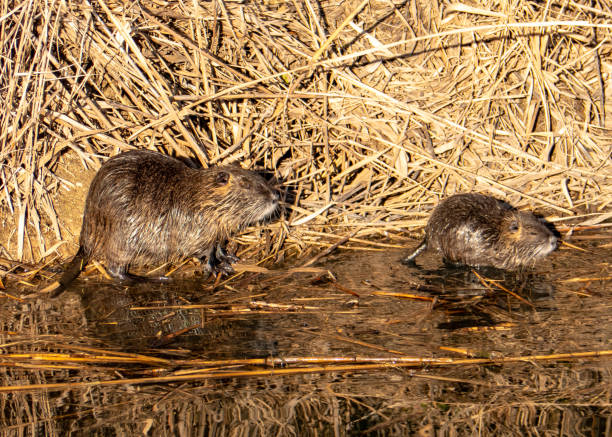 istock Coypu - Myocastor coypus 1298966989