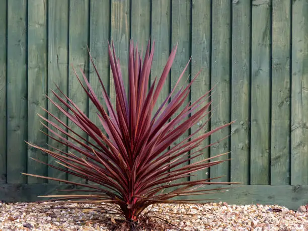 Beautiful red cordyline plant by fence, outdoors. UK.