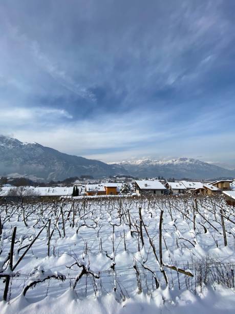istock Winter vineyard in Trento 1298967898