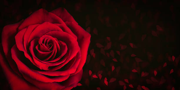 istock Red rose on black background with blurred hearts. 1298967950