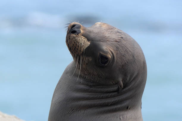 istock California Sea Lion Looking Over Shoulder 1298968001