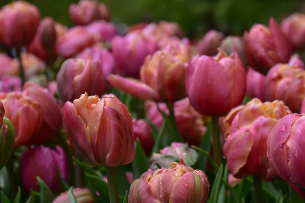 튤립 '아름다운 에포크' - double tulip 뉴스 사진 이미지