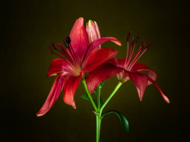 istock Dark pink lily flower on dark background. Light painted, artistic. 1298969024