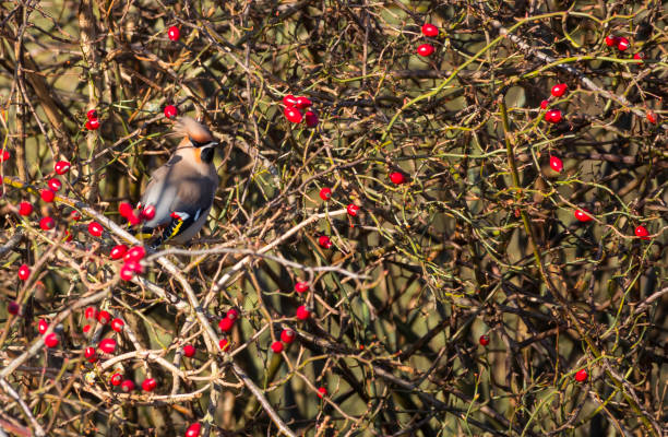 istock Waxwing ,Bombycilla garrulus bird in Holland 1298969048