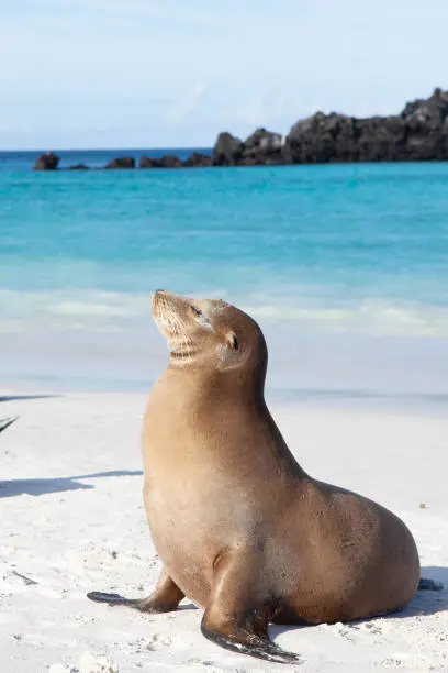 Photo of Vertical of a Galapagos Sea Lion, Zalophus wollebaeki, on the sand