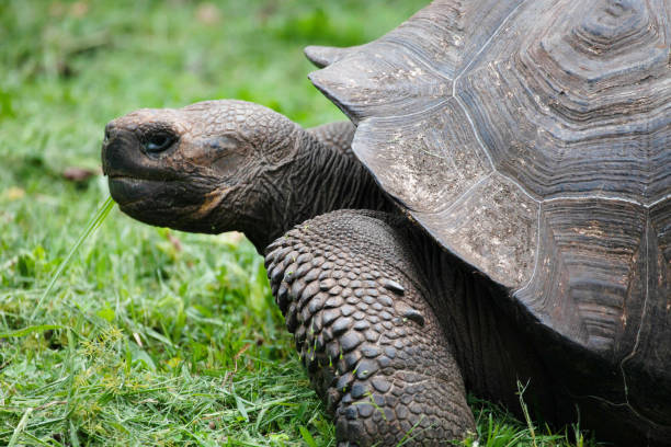 istock Galapagos Tortoise, Chelonoidis porteri, side view 1298970340