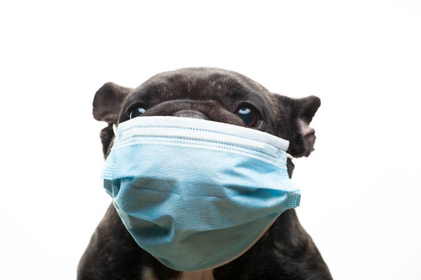 istock image of dog mask white background 1298970605