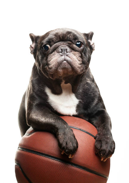 istock image of dog basketball white background 1298970632