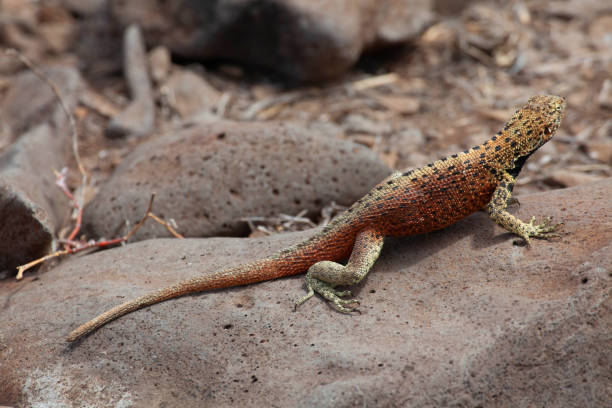 istock Lava Lizard, Microlophus albemarlensis, relaxing in the Galapagos 1298970840