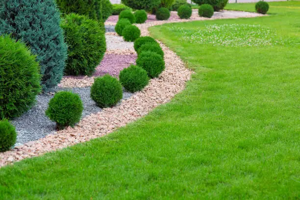 Photo of Landscape bed of garden with wave ornamental growth cypress bushes gravel mulch by color rock way on a day spring park with green lawn meadow, nobody.