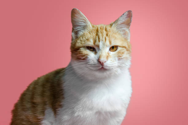 istock sarcastic red and white cat sitting on a pink background 1298973792