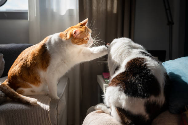 istock two domestic cats play together on the sofa under the window 1298973835