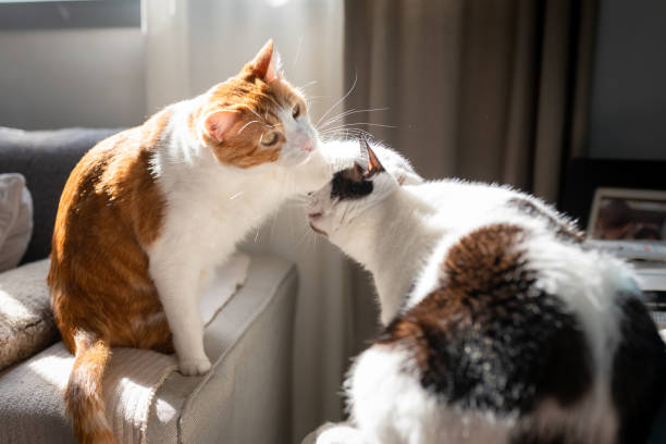 istock two domestic cats play together on the sofa under the window 1298973859