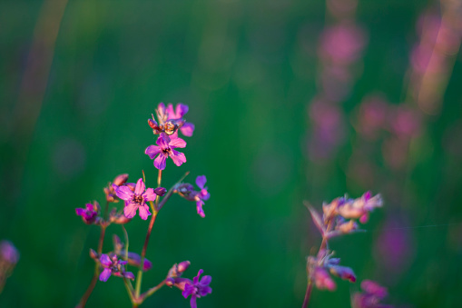 fireweed field plant with pink flowers on sunset and green background