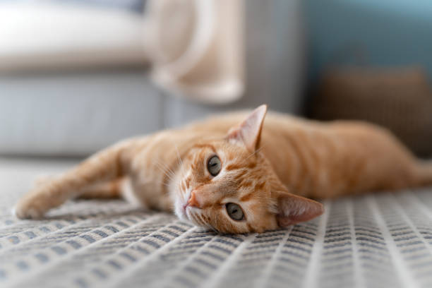 istock brown tabby cat with green eyes lying on the carpet 1298974106
