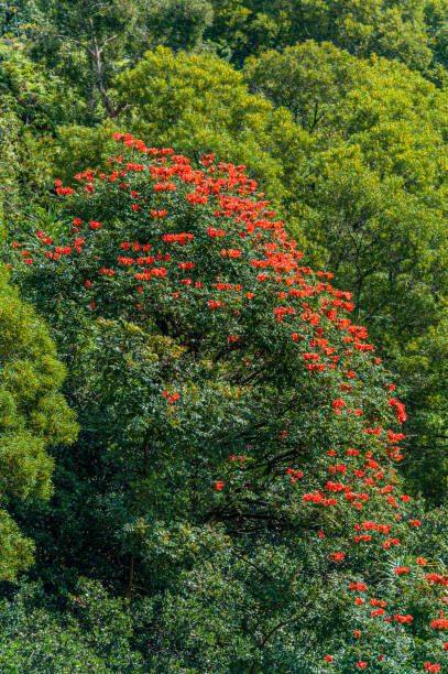 Spathodea campanulata, is commonly known as the Fountain Tree, African Tulip Tree, Pichkari or Nandi Flame. It is a tree that grows between 7 spathodea campanulata, es comúnmente conocido como el árbol de la fuente, árbol de tulipán africano, pichkari o llama nandi. es un árbol que crece entre 7-25 m (23-82 pies) de altura y es nativo de los bosques tropicales secos de africa. especies inva