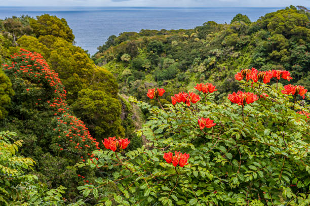 A shot of Hawaiian Plumeria flowers with mountains and sky in the background. Taken in Kauai, Hawaii, during the day.