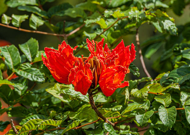 Spathodea campanulata, is commonly known as the Fountain Tree, African Tulip Tree, Pichkari or Nandi Flame. It is a tree that grows between 7 spathodea campanulata, es comúnmente conocido como el árbol de la fuente, árbol de tulipán africano, pichkari o llama nandi. es un árbol que crece entre 7-25 m (23-82 pies) de altura y es nativo de los bosques tropicales secos de africa. especies inva