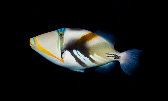 The lagoon triggerfish, (Rhinecanthus aculeatus) also known as the blackbar triggerfish, the Picassofish, and the Picasso triggerfishl, is a triggerfish, up to 30 cm in length, found on reefs in the Indo-Pacific region.  Maui Island,