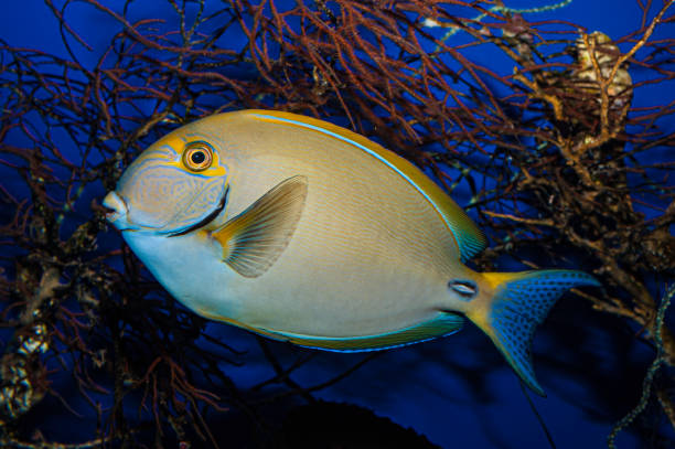 Acanthurus dussumieri, commonly known as Dussumier's surgeonfish, the eye-stripe surgeonfish or the ornate surgeonfish, is a ray-finned fish from the Indo-Pacific..  Maui Island, Hawaii Acanthurus dussumieri, commonly known as Dussumier's surgeonfish, the eye-stripe surgeonfish or the ornate surgeonfish, is a ray-finned fish from the Indo-Pacific..  Maui Island, Hawaii acanthuridae photos stock pictures, royalty-free photos & images