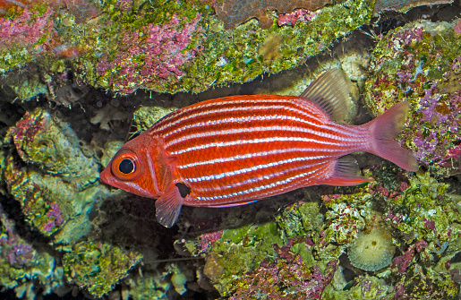 Sargocentron xantherythrum is a member of the Squirrelfish family that is endemic to the Hawaiian islands.  Maui Island,