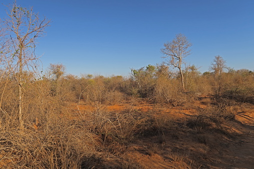 dry thorn forest, showing 'red' soil\