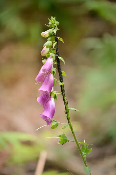 Digitalis purpurea wildplant covered with insects
