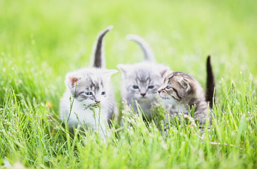 Three super cute kittens spending time together outdoors on a sunny day. All three are walking on grass.
