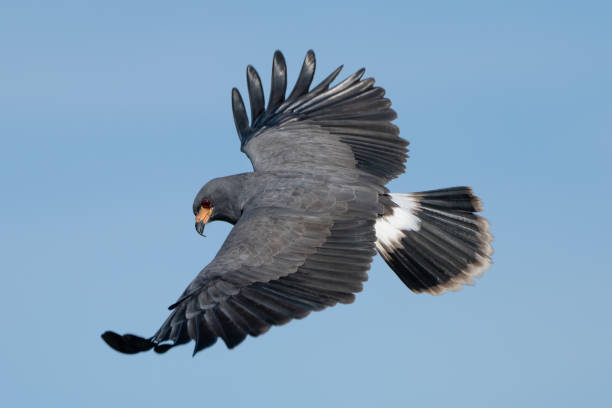 istock Snail Kite flying searching for prey 1298978382